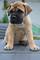 Regalo bullmastiff cachorro lista - Foto 1