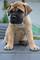 Regalo bullmastiff cachorro lista