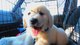 Regalo cachorro de golden retriever disponibles - Foto 1