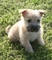 Regalo cairn terrier cachorros lista