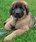 Regalo cambio leonberger cachorros listos - Foto 1