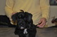 Regalo cesky terrier cachorros disponibles