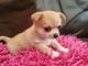 Regalo chihuahua cachorros disponibles
