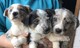 Regalo collie galés cachorros disponibles - Foto 1