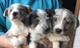 Regalo collie galés cachorros disponibles