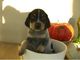 Regalo coonhound cachorros disponibles - Foto 1