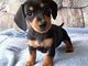 Regalo dachshund miniatura cachorros disponibles