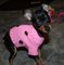 Regalo del pinscher cachorros lista