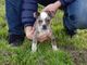 Regalo Dorset Olde Bulldogge cachorro listo - Foto 1