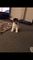 Regalo foxterrier cachorro listos - Foto 1