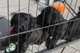 Regalo hermosa briard cachorros disponibles - Foto 1