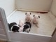 Regalo inglés bull terrier cachorro disponibles