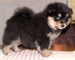 Regalo lapphund cachorros disponibles - Foto 1