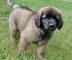 Regalo leonberger cachorro lista - Foto 1