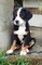 Regalo montaña entlebucher cachorro lista