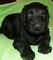 Regalo negro ruso terrier cachorros lista - Foto 1