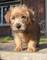 Regalo Norfolk Terrier cachorros disponibles - Foto 1