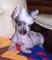 Regalo perrito con cresta chino listos - Foto 1