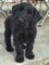 Regalo perrito schnauzer gigante listos - Foto 1