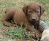 Regalo perro perdiguero de bahía cachorro disponibles