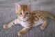 Regalo preciosos gatitos de raza bengal