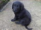 Regalo retriever revestido plano cachorro disponibles