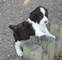 Regalo spaniel francés cachorro listos - Foto 1