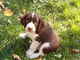 Regalo springer spaniel inglés cachorro disponibles