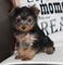 Regalo yorkshire terrier cachorros lista