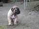 Registrado Boerboel cachorro lista - Foto 1