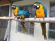 Tengo un par de loros guacamayo