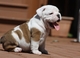 Adorable amigable cachorros bulldog inglés buscando un hogar - Foto 1