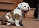 Adorable amigable cachorros bulldog inglés buscando un hogar