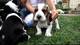 Adorables cachorros de basset hunde