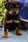 Alemán rottweiler cachorros