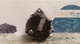 Alternador 3229041 tg11c036 smart - Foto 1