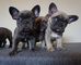 American bull dog pups para adopción
