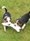 Beagles cachorritos disponibles