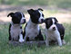 Bonitos Cachorros de Boston Terrier - Foto 1