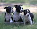 Bonitos cachorros de boston terrier