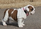 Bonitos cachorros de bulldog ingles