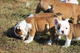 Bulldog Inglés de alta calidad cachorros-9 semanas de edad - Foto 1