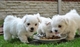 Cachorritos de bichon maltes 140 eur