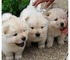 Cachorros chow chow de pura raza disponibles - Foto 1