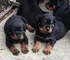 Cachorros rottweiler alemanes de primera clase