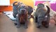 Cachorros Shar pei machos y hembras disponibles - Foto 1