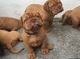 Dogue De Bordeaux perritos Para una nueva casa - Foto 1