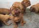 Dogue de bordeaux perritos para una nueva casa