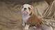 English Bulldog Puppies Ready Now Para Casas Nuevas - Foto 1