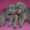 Espectaculares cachorros de braco de weimar - Foto 1